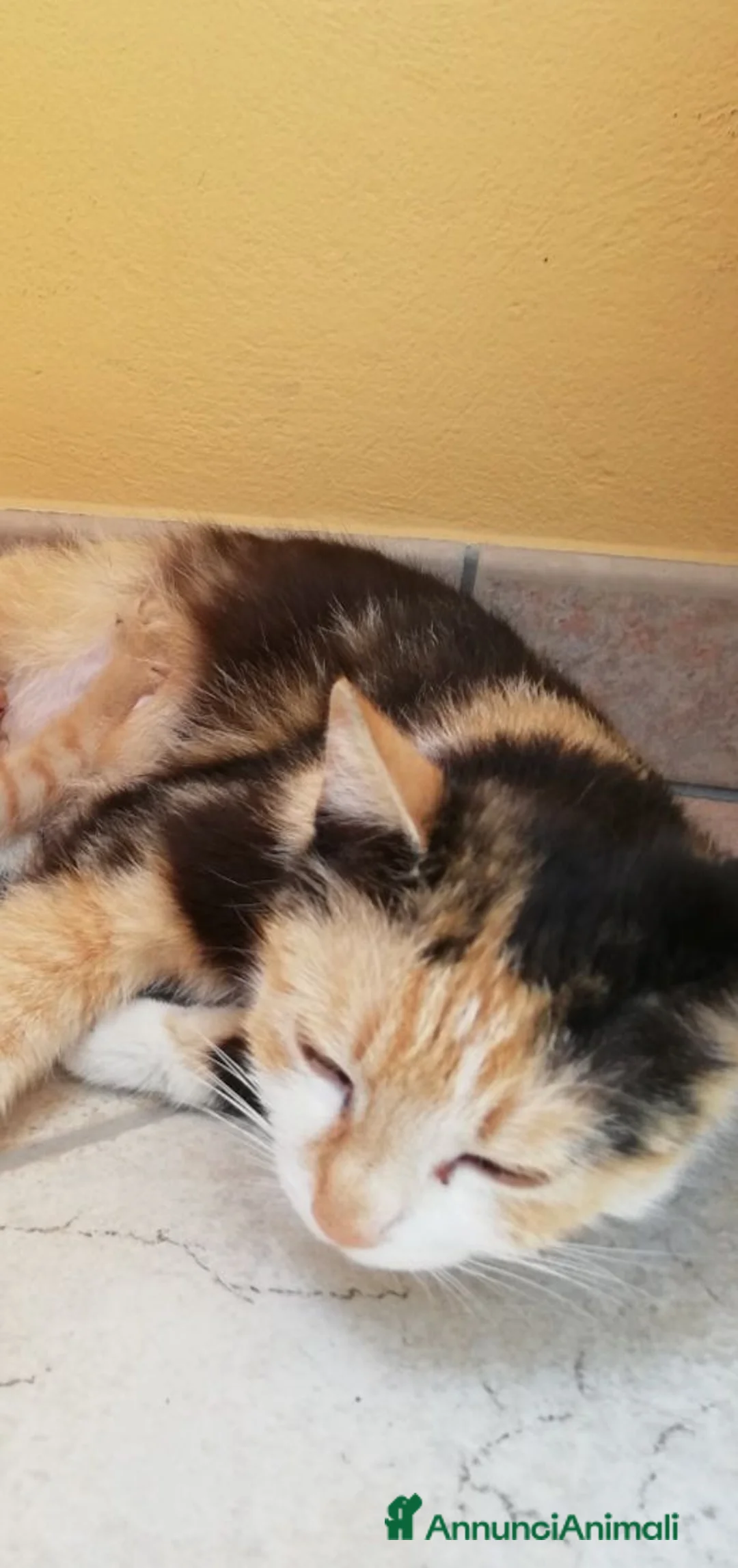 Meticcio gatti in vendita: Gattini piccoli maschi  a Provincia di Ascoli Piceno - Annuncio 7