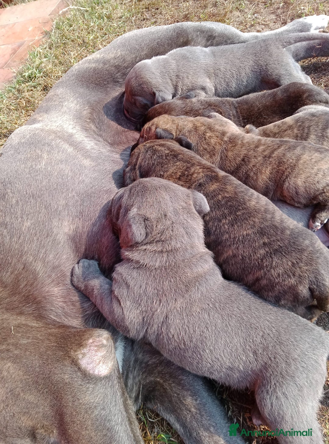 Cane Corso cani in vendita: Cuccioli di Cane Corso  - Annuncio 1