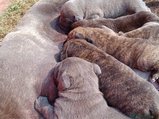 Cane Corso cani Cuccioli di Cane Corso - Annuncio 10