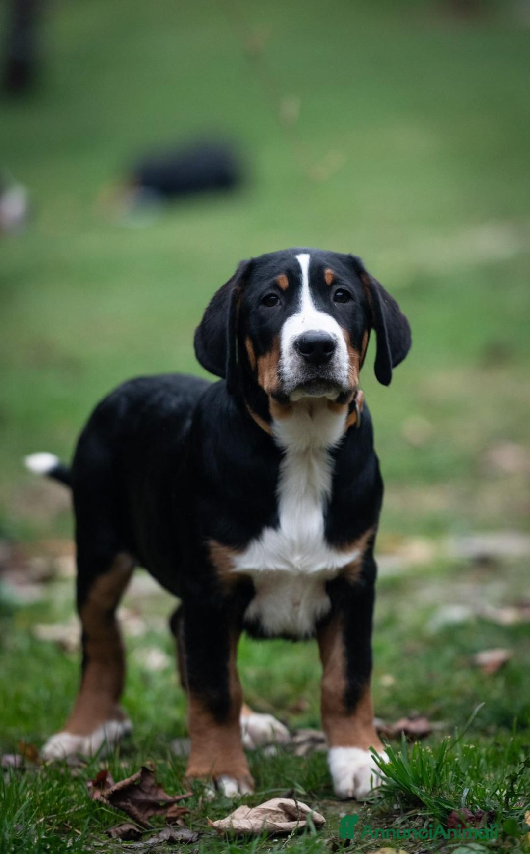 Grande Bovaro Svizzero cani in vendita: Disponibili cuccioli di grande bovaro svizzero - Annuncio 4