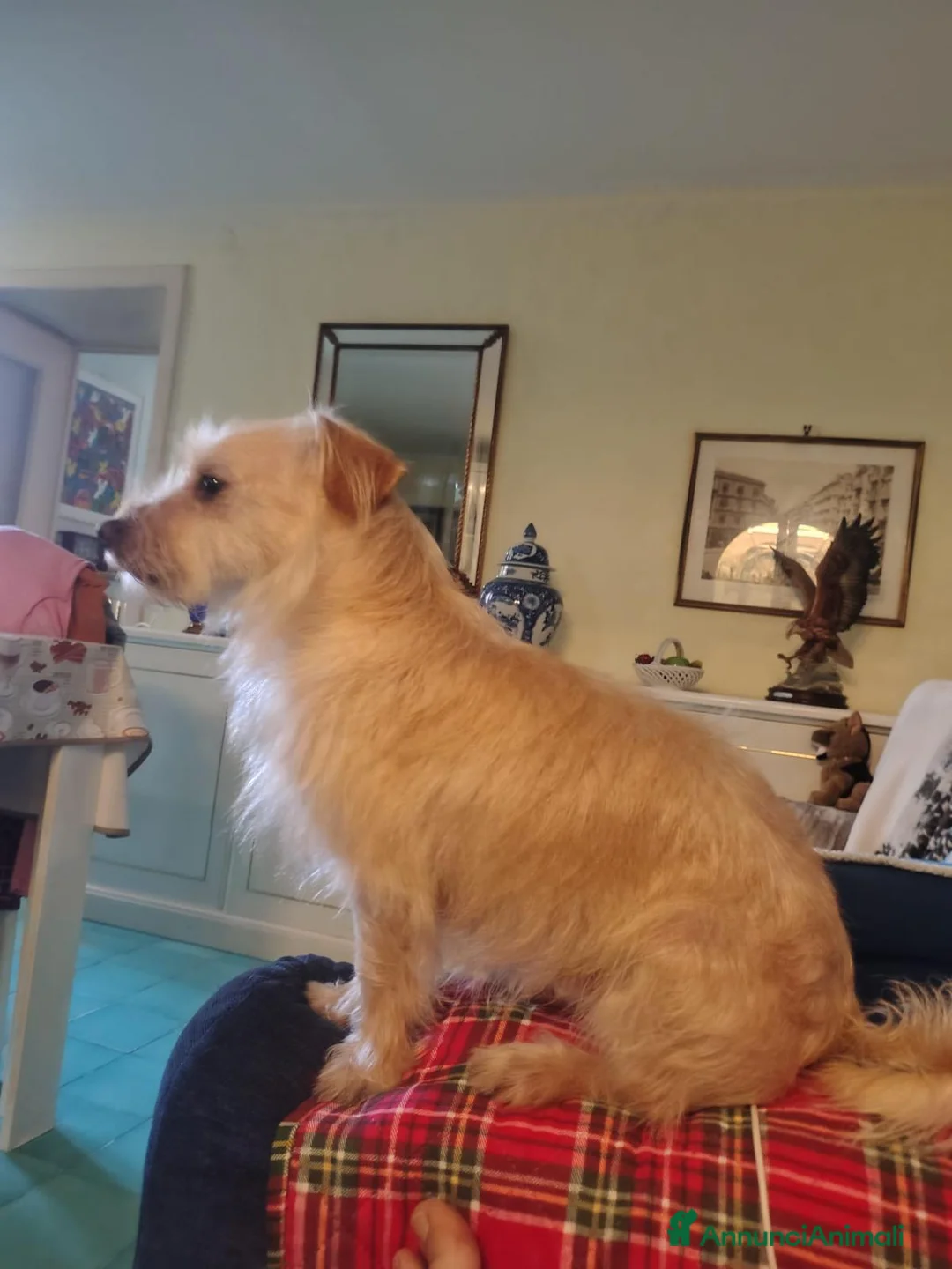 Meticcio cani in regalo: Coco: 6 kg, socievole con tutti - Annuncio 6