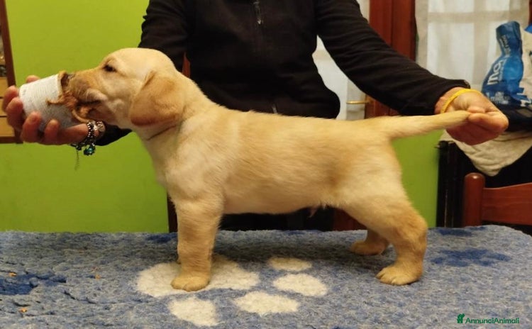 Labrador cani - Annuncio 5