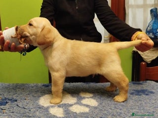 Labrador cani Cuccioli di labrador - Annuncio 24