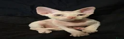 Devon Rex gatti in vendita: Devon rex red point con bianco  a Provincia di Savona - Annuncio 3