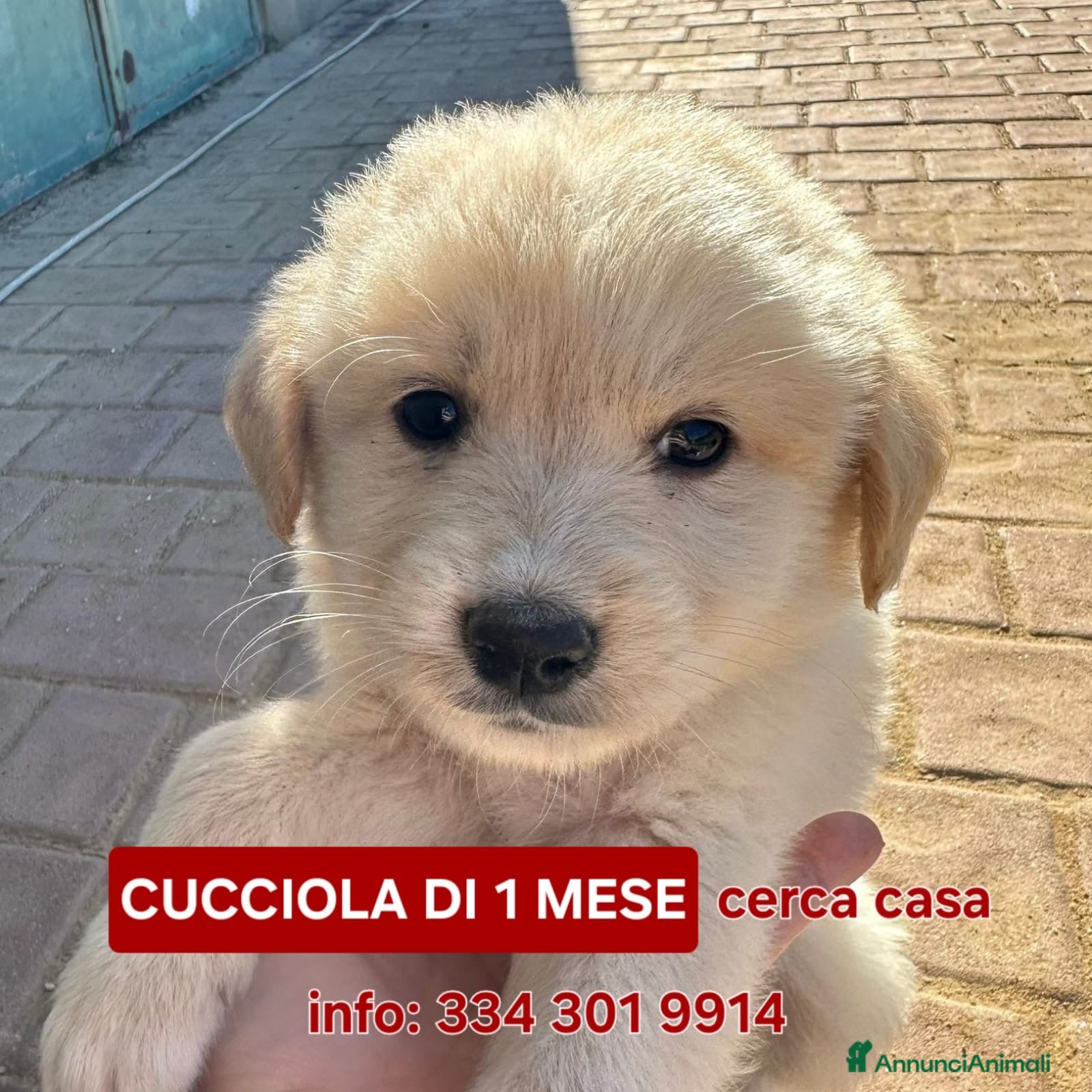 Meticcio cani SHIVA🩷-cucciola di 2 mesi, pastore cerca casa - Annuncio 29