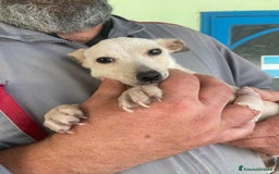 Meticcio cani in regalo: GRISU' JUNIOR, cucciolo TAGLIA PICCOLA!  - Immagine 5