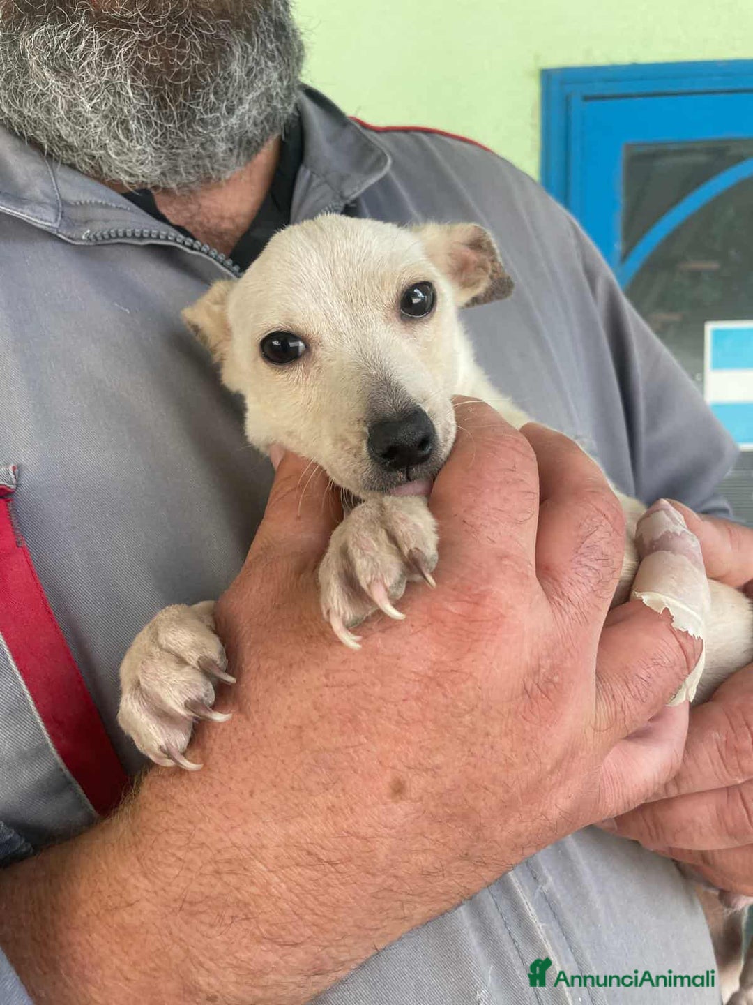 Meticcio cani in regalo: GRISU' JUNIOR, cucciolo TAGLIA PICCOLA!  - Immagine 5