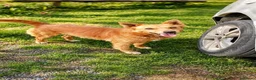 Meticcio cani in regalo: Il cagnolino x tutti, 11/12 chili, 3 anni  - Annuncio 2