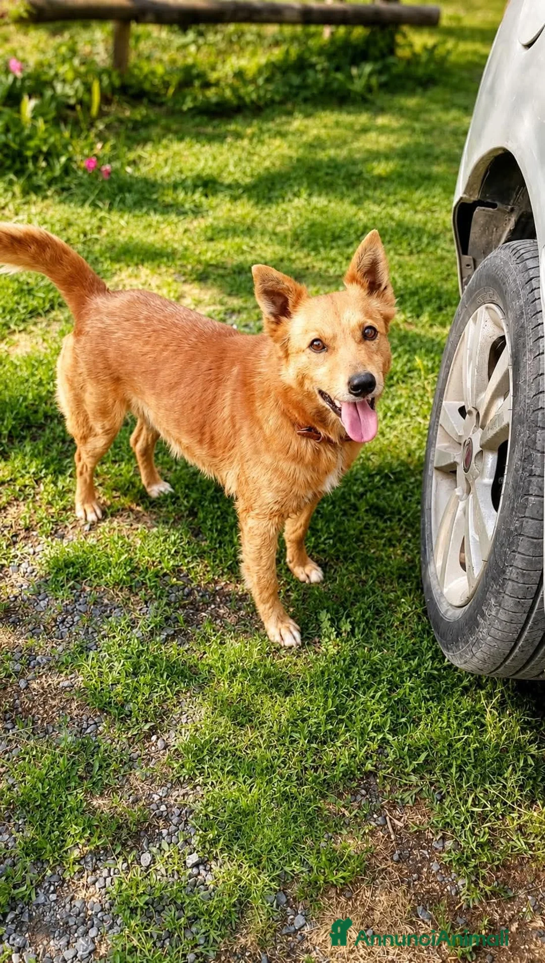 Meticcio cani in regalo: Il cagnolino x tutti, 11/12 chili, 3 anni  - Annuncio 2