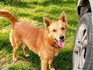 Meticcio cani Il cagnolino x tutti, 11/12 chili, 3 anni - Annuncio 3