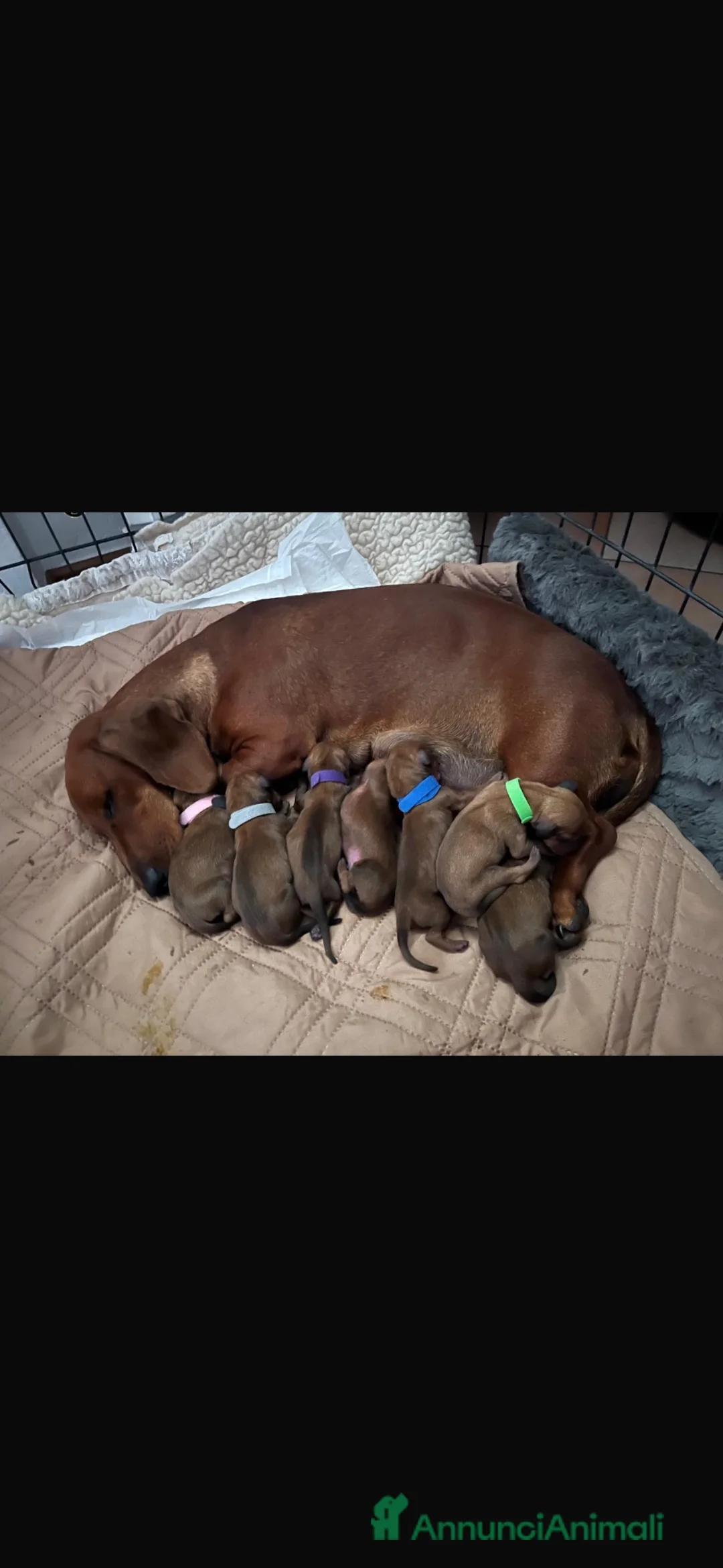 Bassotto cani in vendita: Cuccioli Bassotto standard pelo corto morbido  - Annuncio 2