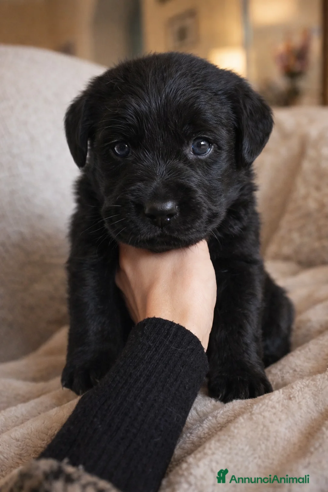 Labrador cani in vendita: Cuccioli Labrador neri con pedigree - Annuncio 1