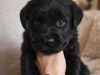Labrador cani Cuccioli Labrador neri con pedigree - Annuncio 12