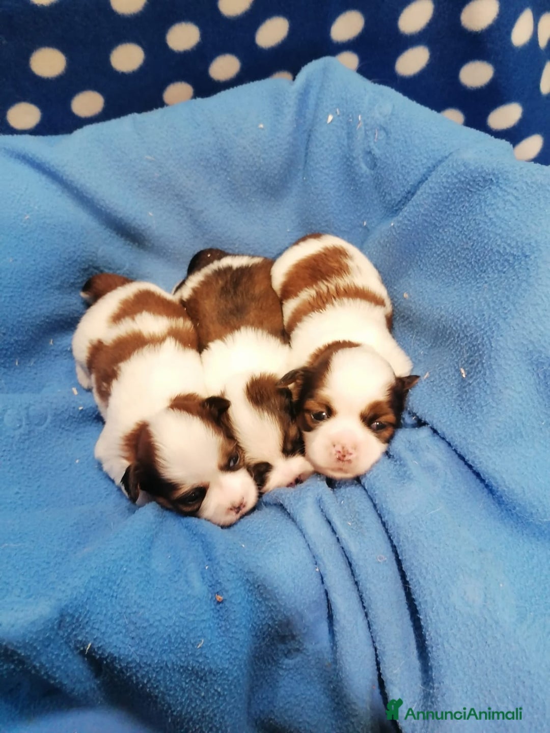 Shih Tzu cani in vendita: Shih Tzu cuccioli a Province of Rovigo - Immagine 1