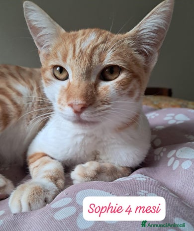 Europeo gatti - Annuncio 11