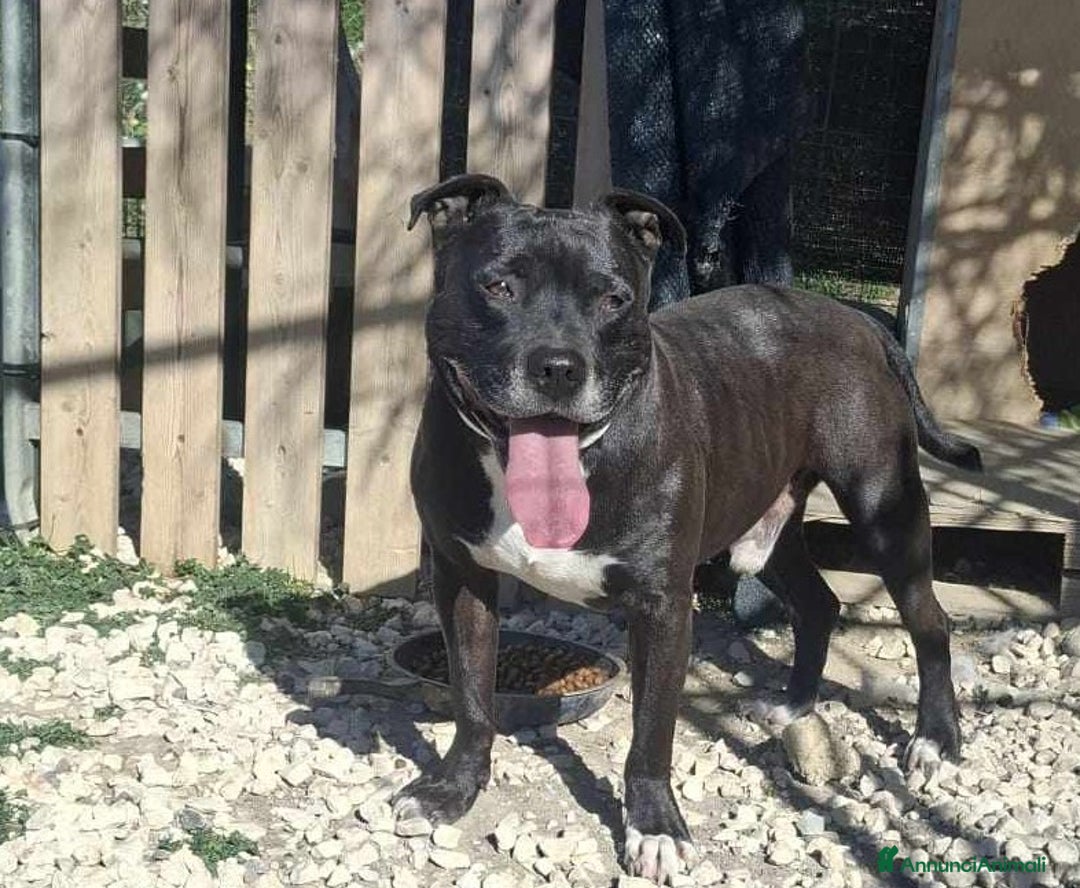 Pitbull cani in regalo: dolce roy in regalo a Città metropolitana di Catania - Annuncio 5