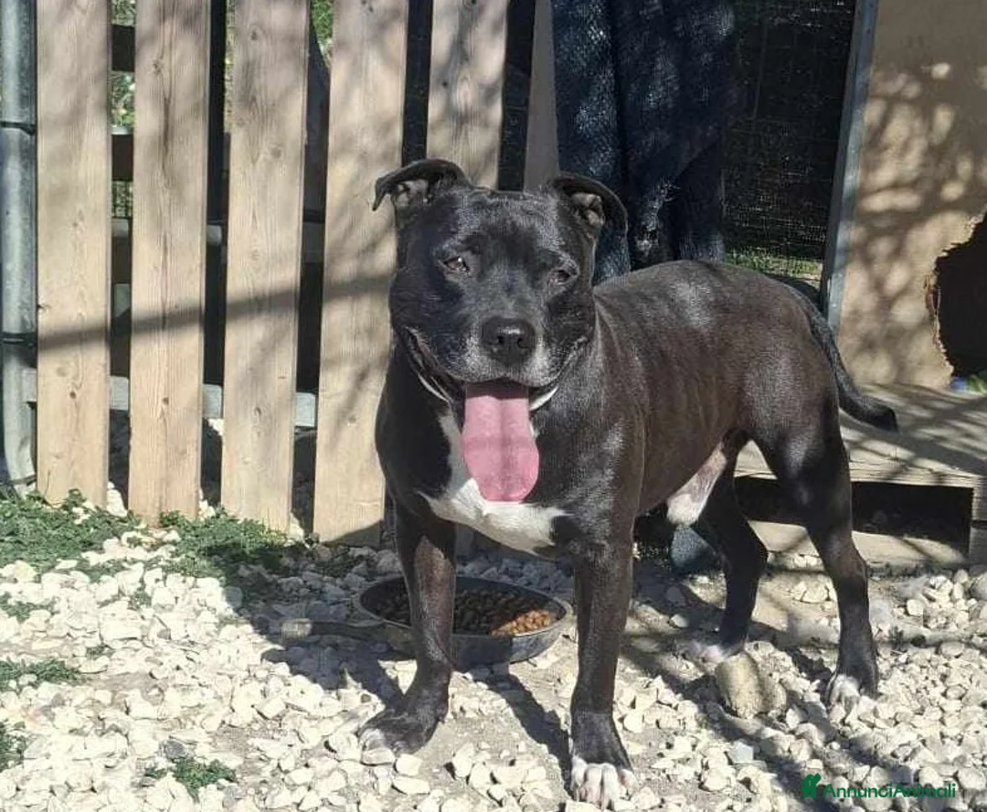 Pitbull cani in regalo: dolce roy in regalo a Città metropolitana di Catania - Annuncio 5