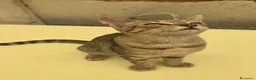 Europeo gatti in regalo: 2 gattini cercano casa - Annuncio 6