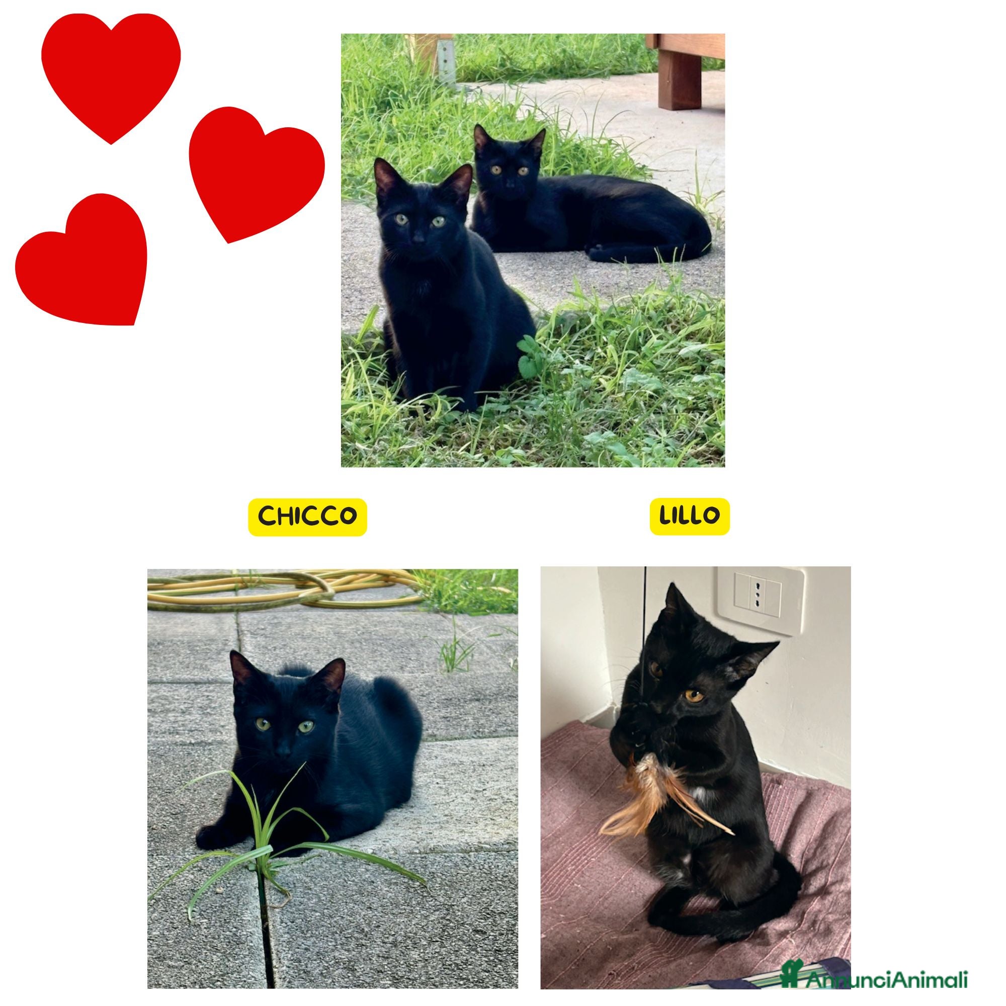 Altre razze gatti Lillo e Chicco dolci gattini in adozione - Annuncio 10