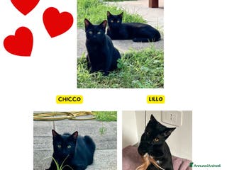 Altre razze gatti Lillo e Chicco dolci gattini in adozione - Annuncio 1