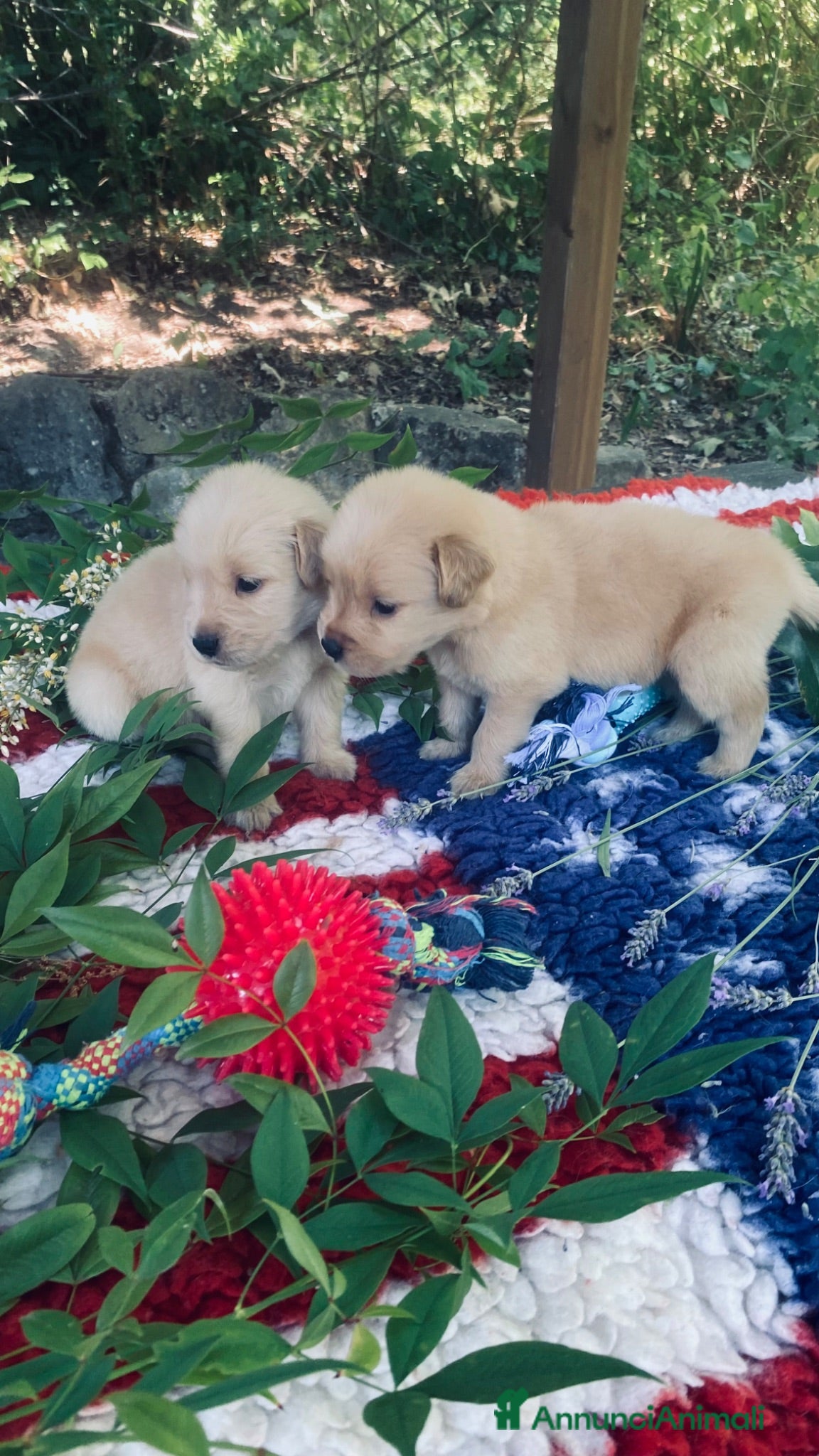 Golden Retriever cani PICCOLI GOLDEN 100% AMERICANI NATI 03/06/26 - Annuncio 1