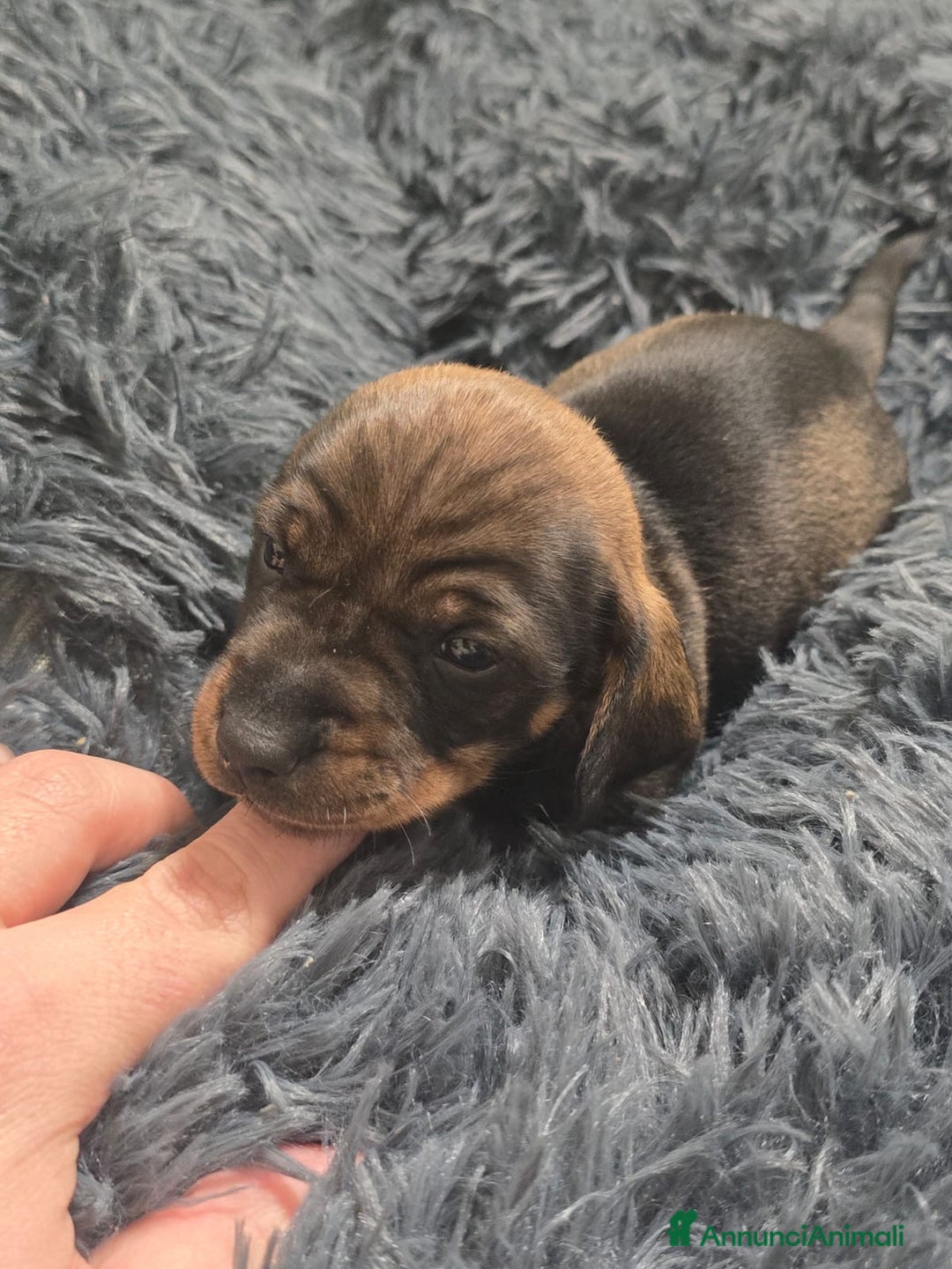 Bassotto cani in vendita: Cuccioli bassotto nano - Annuncio 8