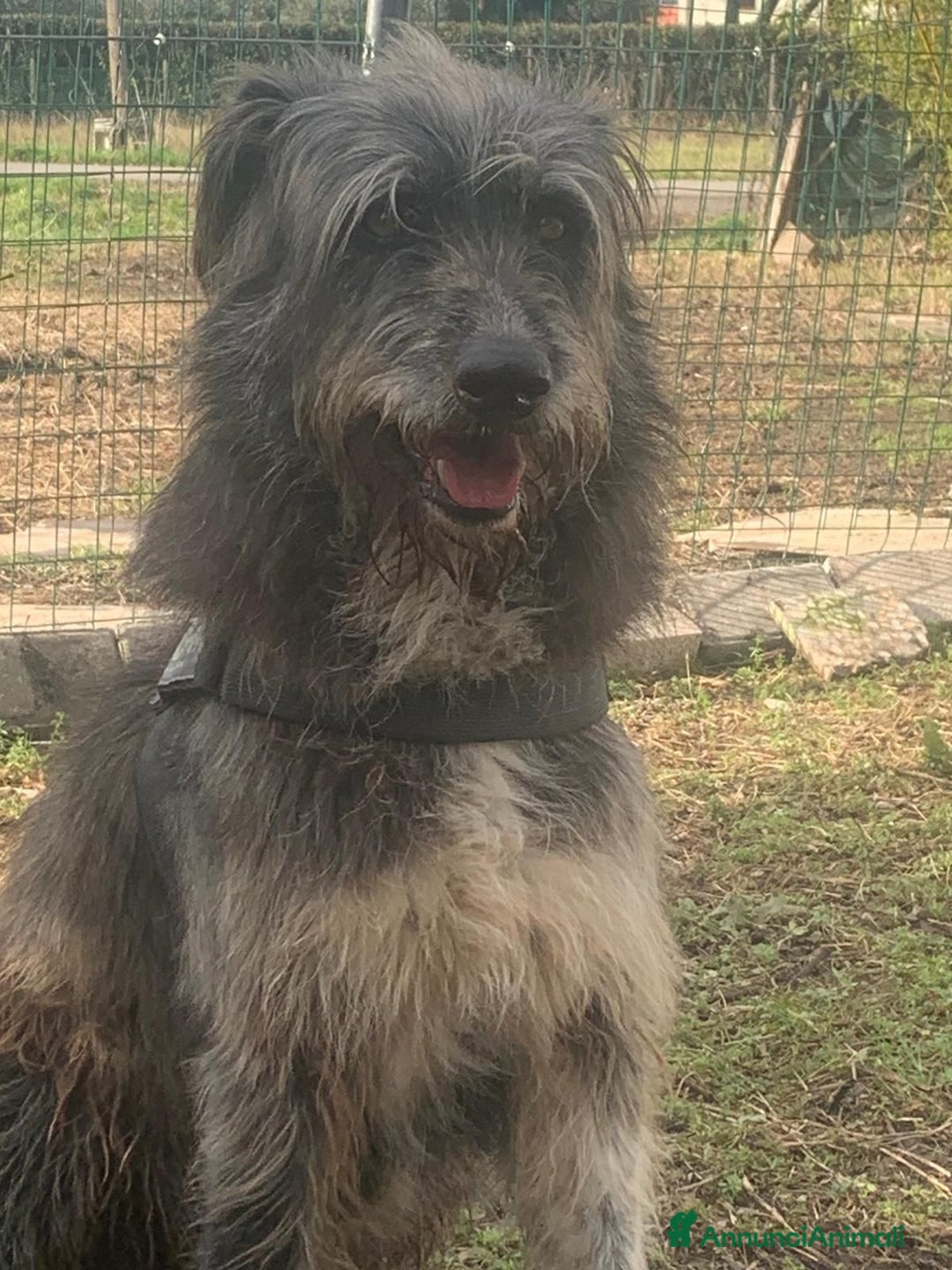 Meticcio cani in regalo: Benji un gigante affettuosissimo a Città Metropolitana di Milano - Annuncio 9