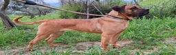 Cane Corso cani in vendita: Cane corso - Annuncio 11