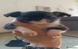 Chihuahua cani in vendita: Cuccioli di chihuahua con pedigree  a Città Metropolitana di Bologna - Immagine 5