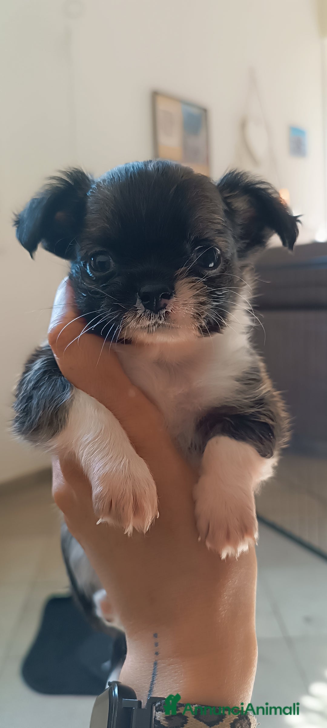 Chihuahua cani in vendita: Cuccioli di chihuahua con pedigree  a Città Metropolitana di Bologna - Immagine 5