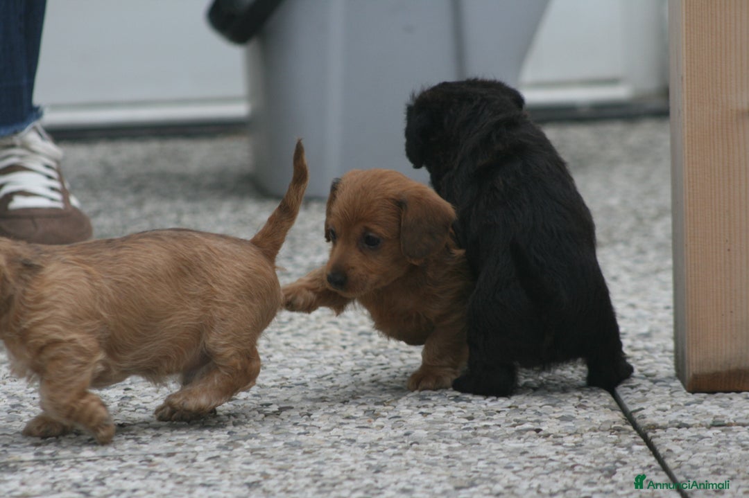 Meticcio cani in vendita: CUCCIOLI DI DOXIPOO  🐶❤️ - Annuncio 2