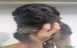 Pastore Tedesco cani in vendita: cuccioli di pastore tedesco a Provincia di Ancona - Immagine 4
