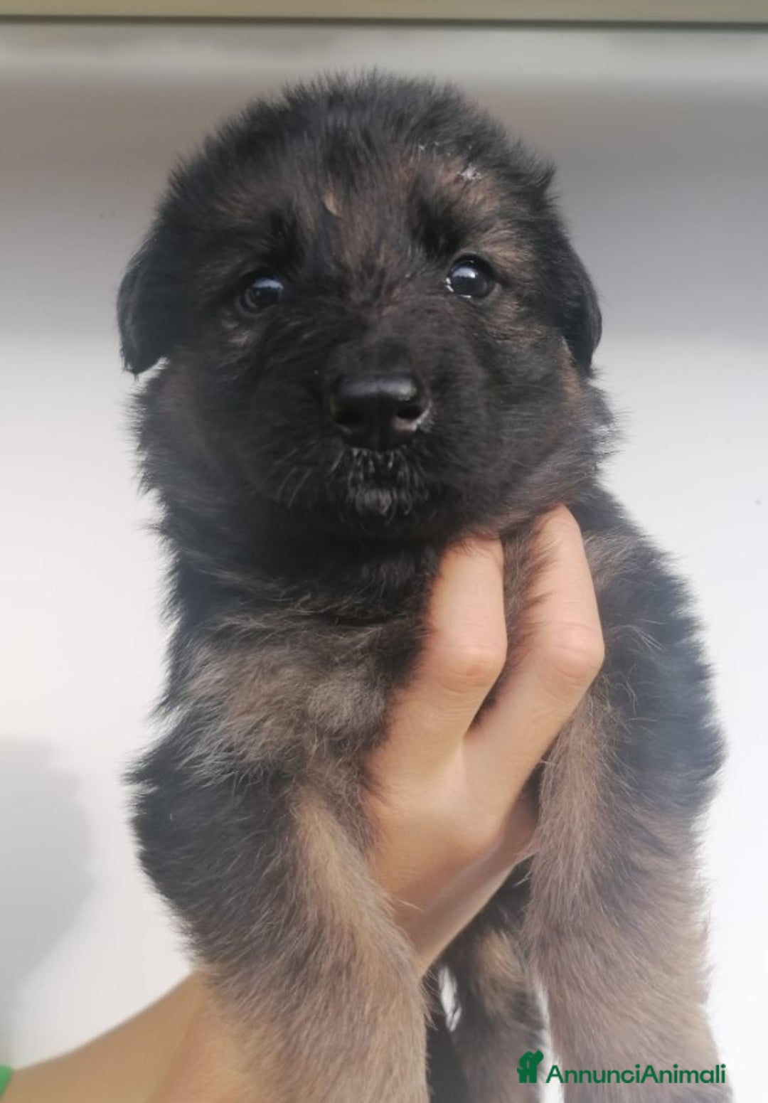 Pastore Tedesco cani in vendita: cuccioli di pastore tedesco a Provincia di Ancona - Immagine 4