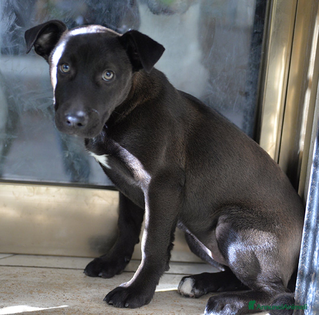 Meticcio cani in regalo: Ginevra, mix amstaff in adozione - Annuncio 3