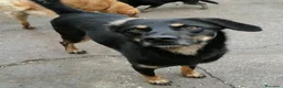 Meticcio cani in regalo: Dolce, buono, 17 chili, 7 anni - Annuncio 3