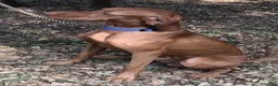 Vizsla cani per accoppiamento: Vizsla disponibile per monta - Annuncio 1