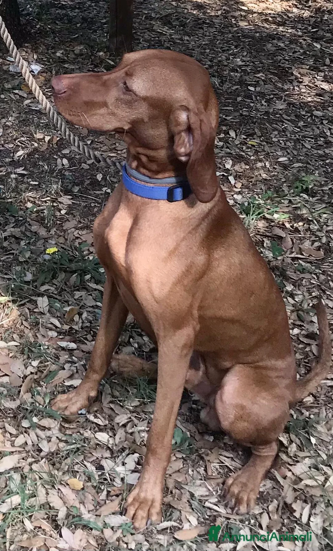 Vizsla cani per accoppiamento: Vizsla disponibile per monta - Annuncio 1