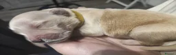 Golden Retriever cani in vendita: Cuccioli di Golden retriever con pedigree ENCI  - Annuncio 20