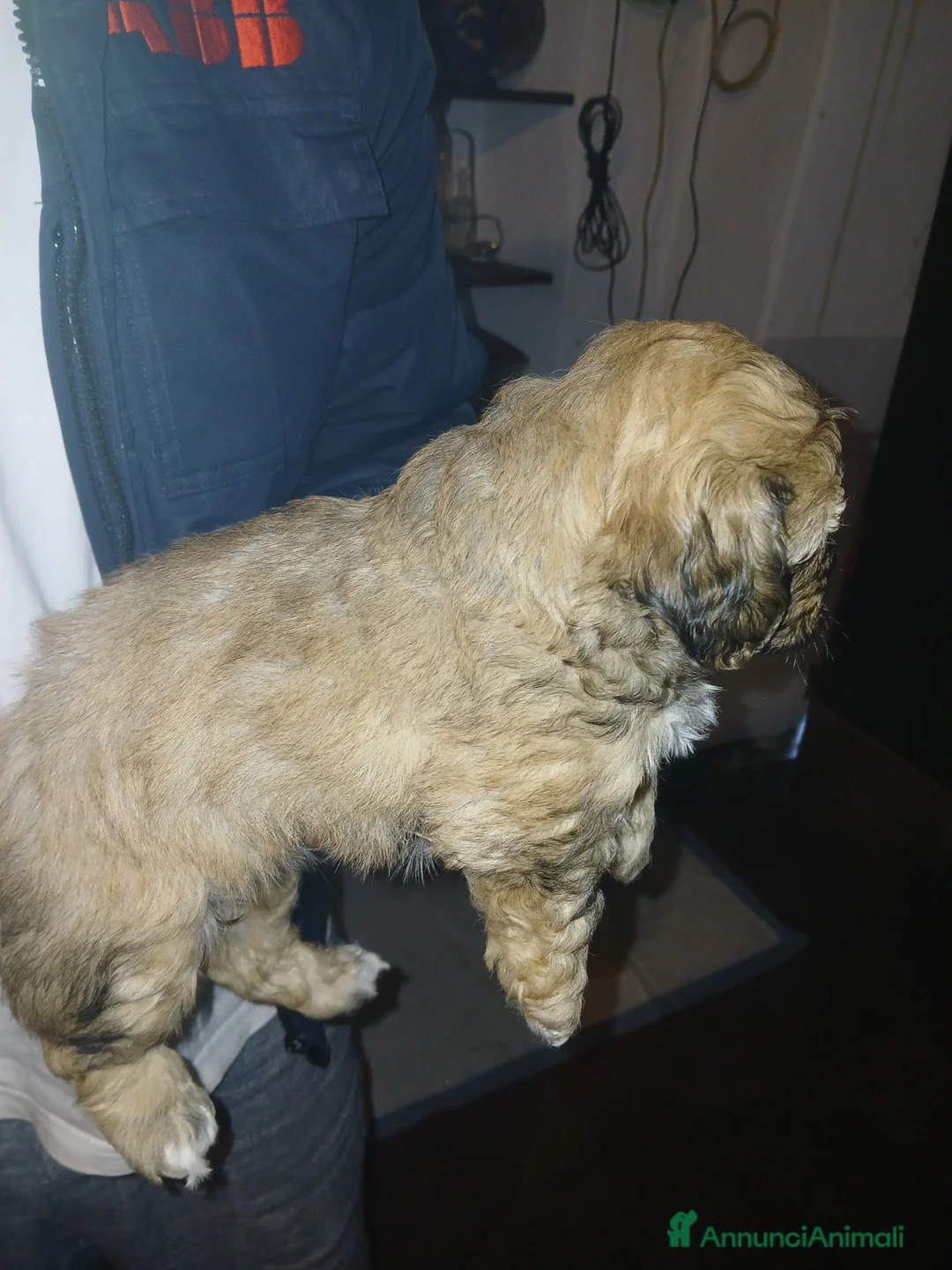 Meticcio cani in vendita: Cuccioli femmina di shih-Poo  - Annuncio 3