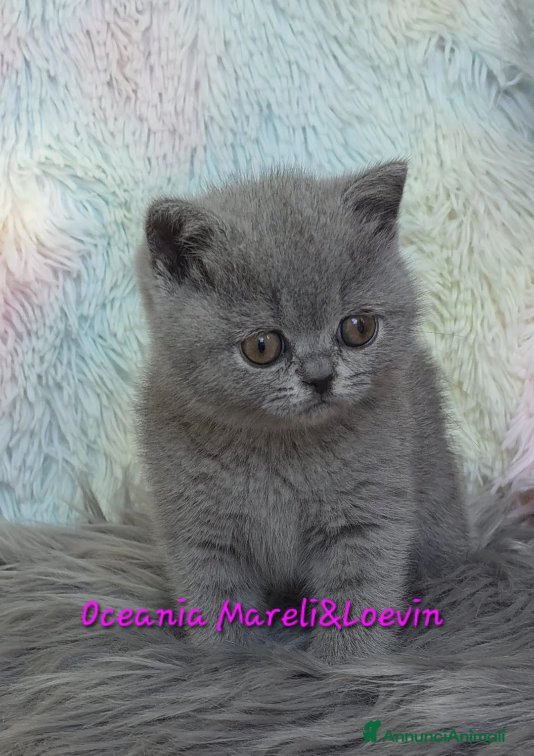 British gatti in vendita: British shorthair femmine - Annuncio 26