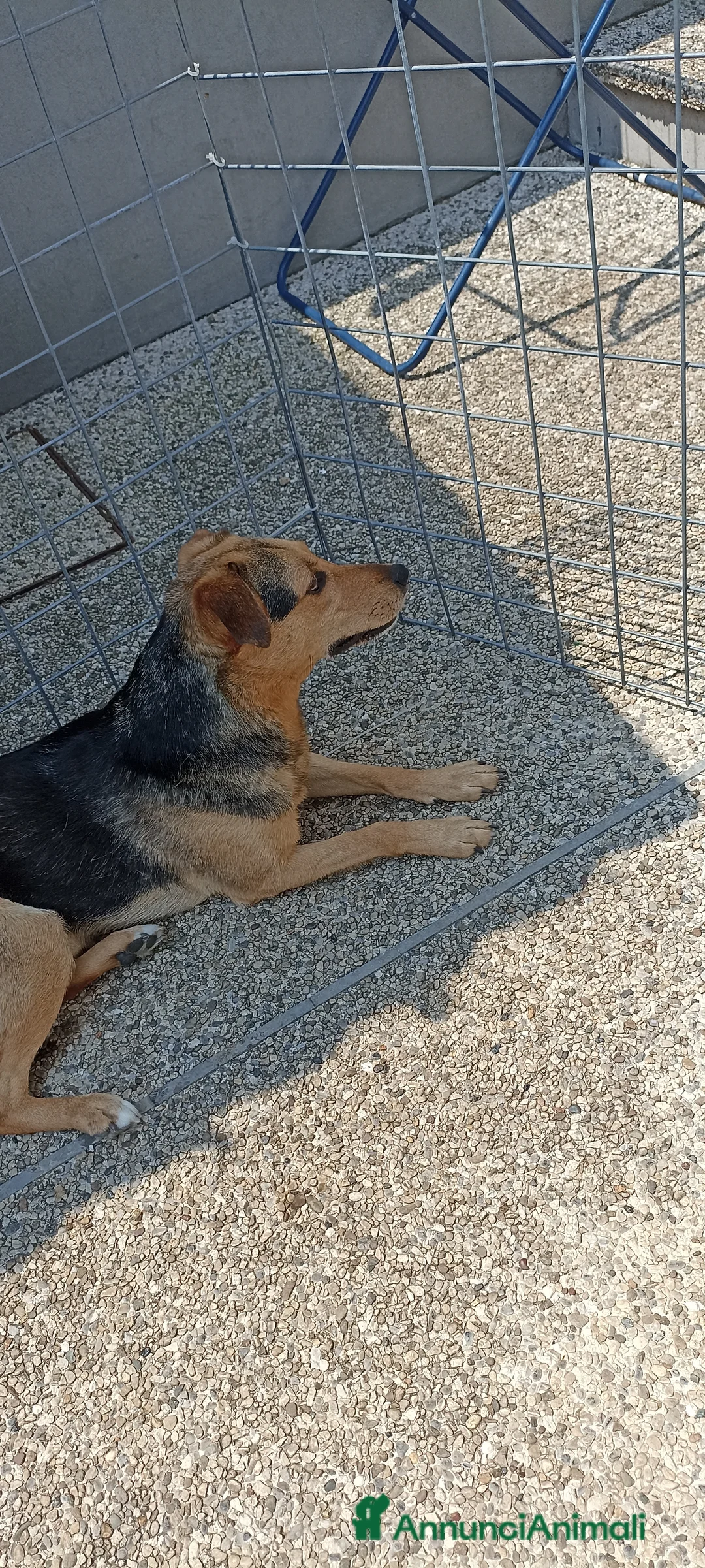 Meticcio cani in regalo: Simil pastore  - Annuncio 1