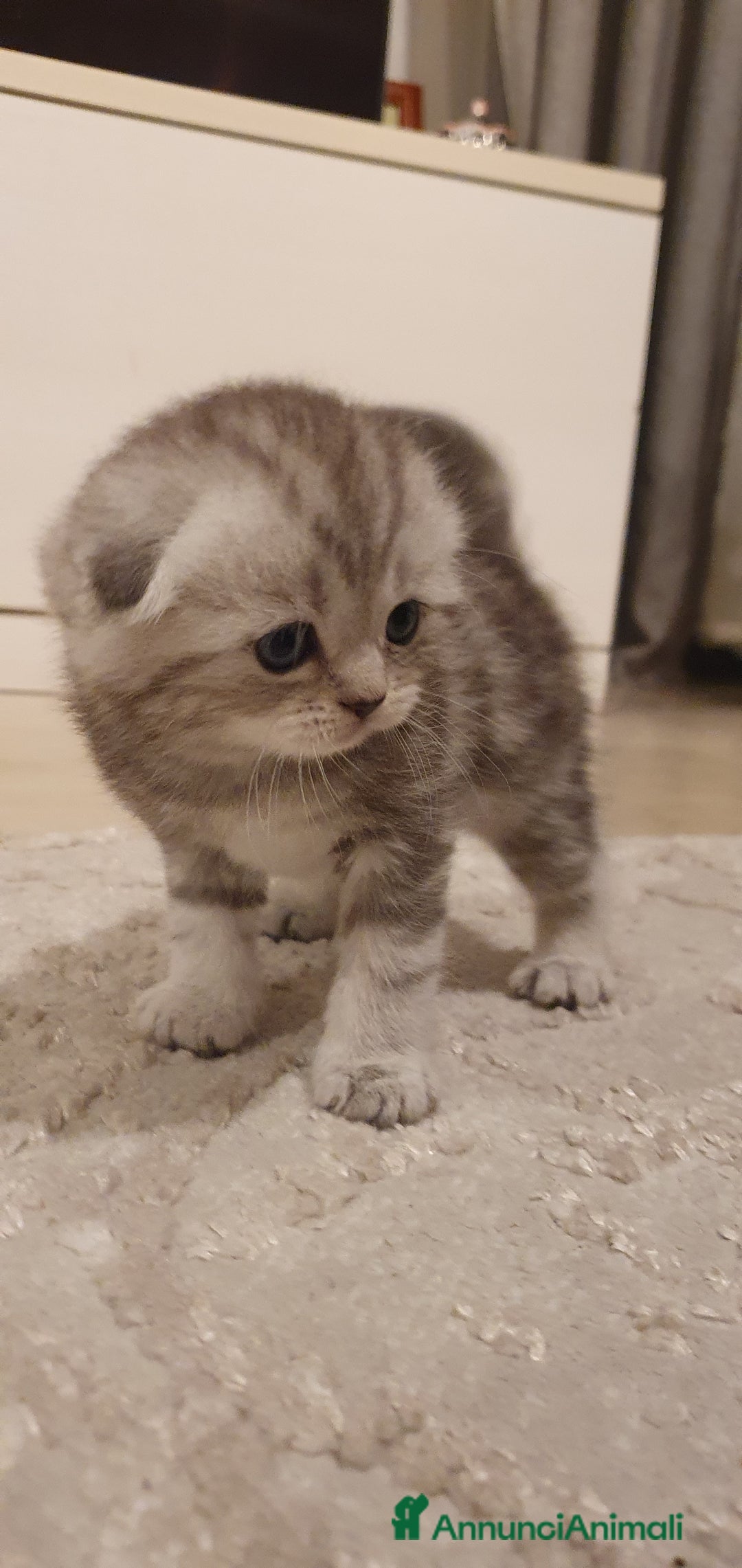 British gatti in vendita: Bellissimi cuccioli  - Annuncio 6