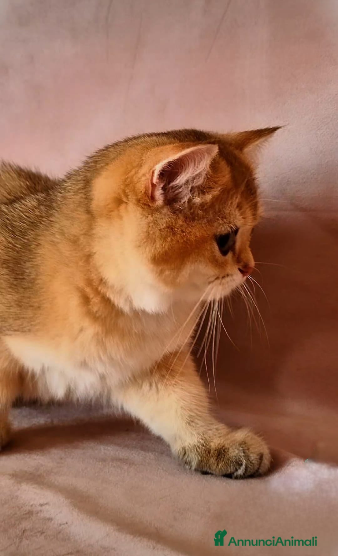 Scottish gatti in vendita: Scottish  - Annuncio 4