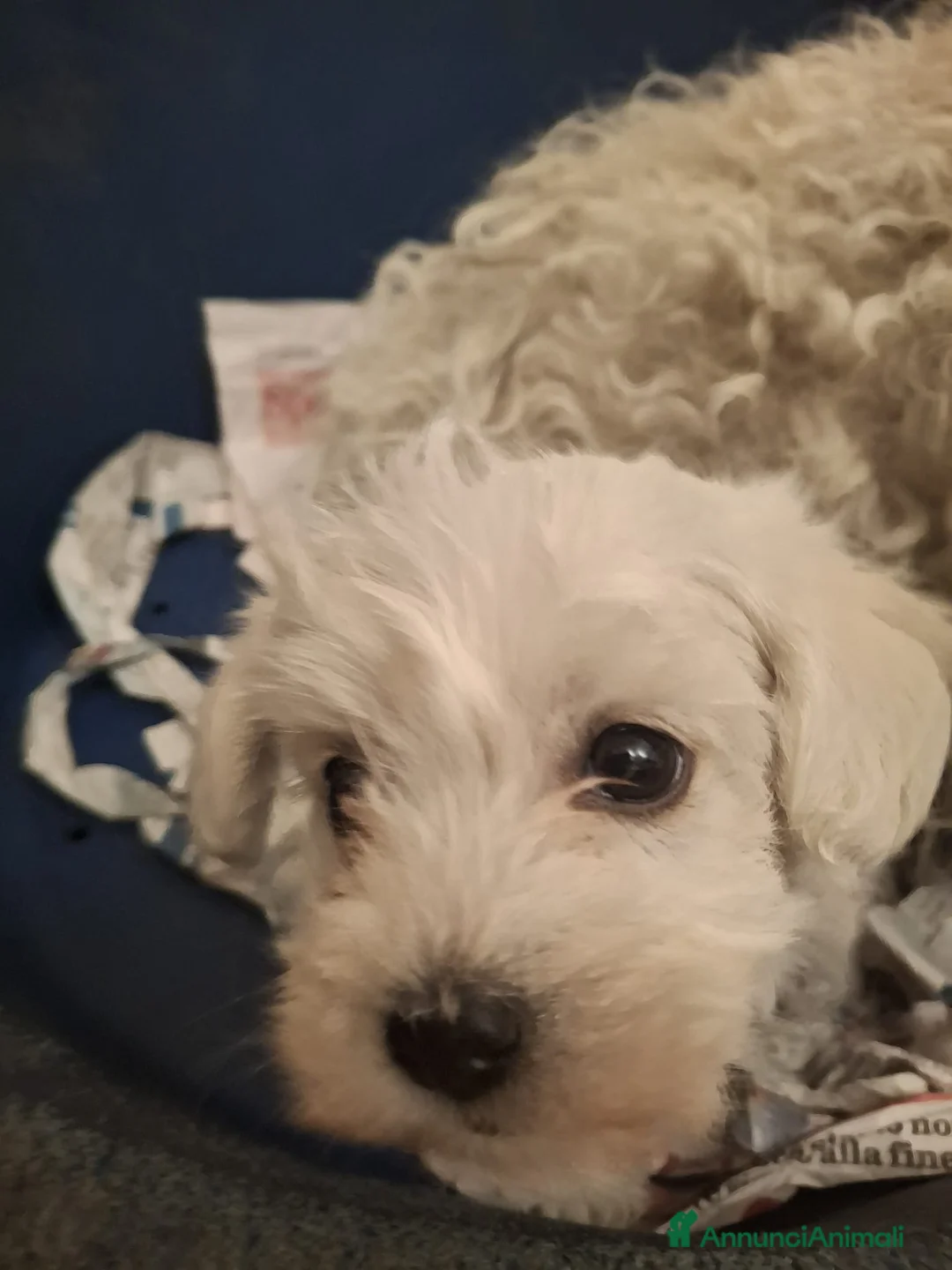 Maltese cani in vendita: Maltesi Toy cuccioli  - Annuncio 2