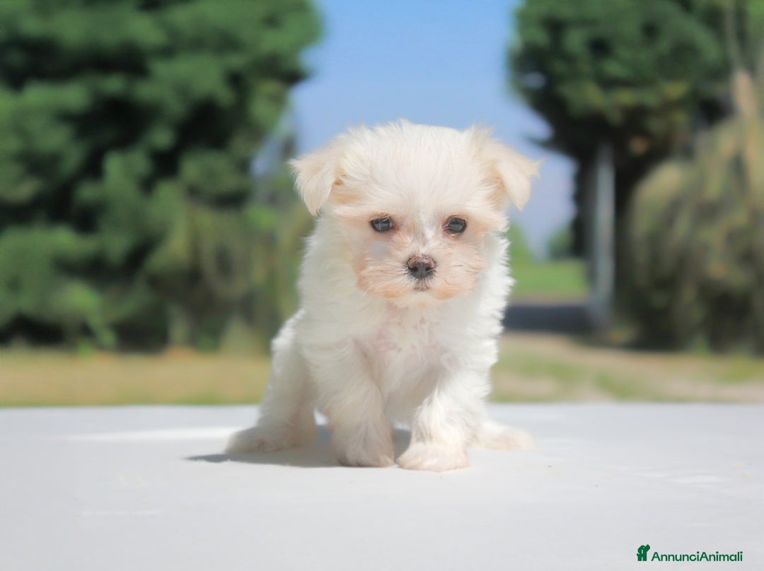Maltese cani in vendita: Cuccioli di Maltese a Provincia di Pavia - Immagine 5