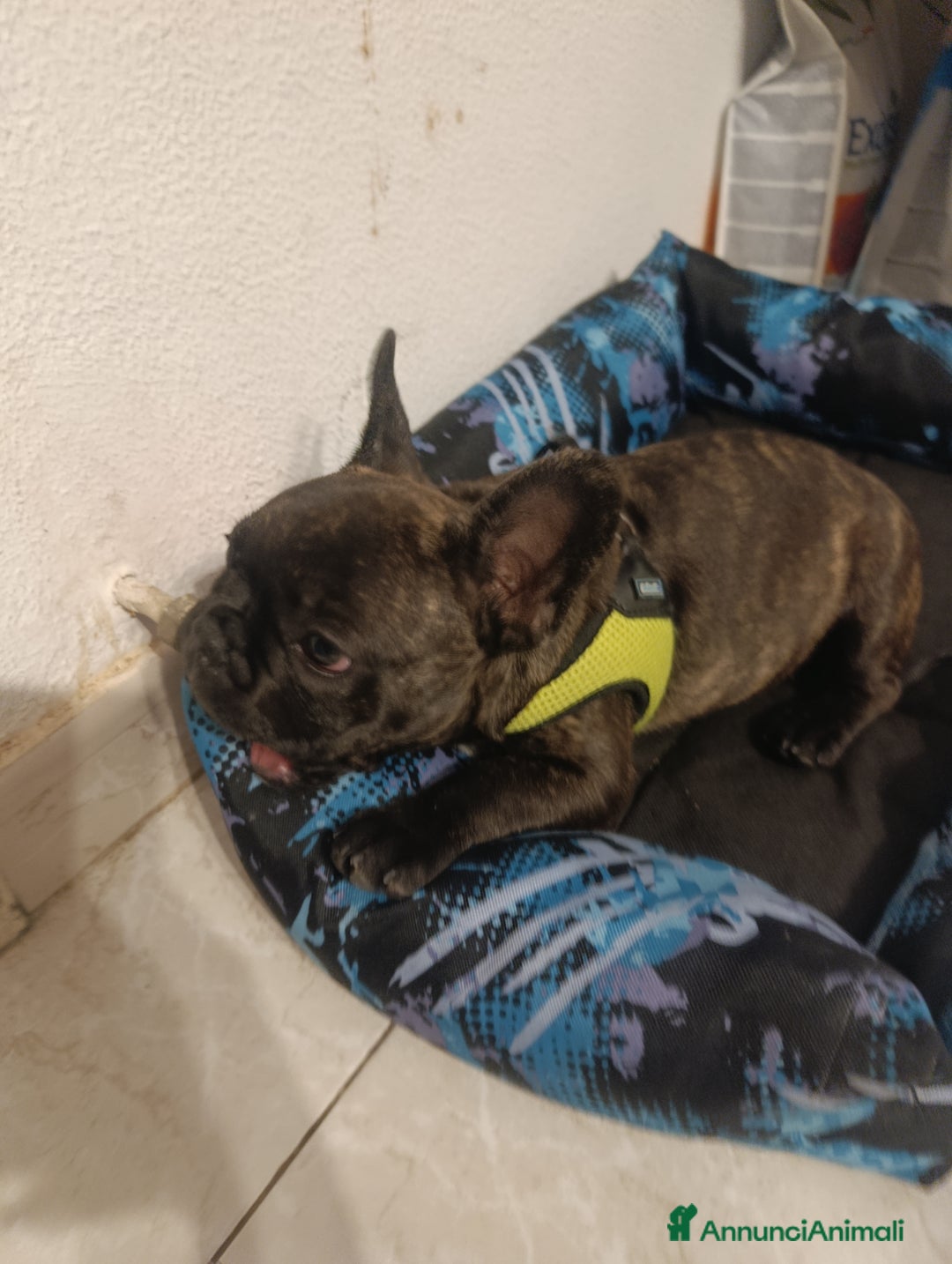 Bulldog Francese cani in vendita: Bulldog francese maschio  - Immagine 4