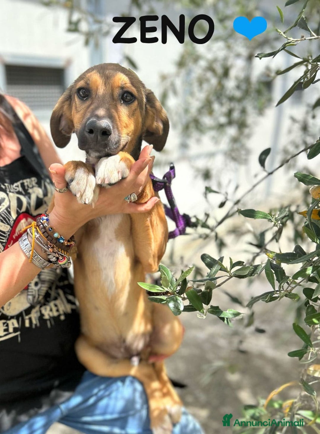 Meticcio cani in regalo: 8 cuccioli da salvare, 4 mesi: Gohan, Goku, ... a Provincia di Bergamo - Immagine 23