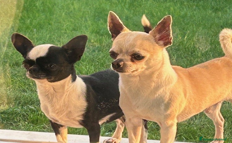 Chihuahua cani a Provincia di Verona - Annuncio 3