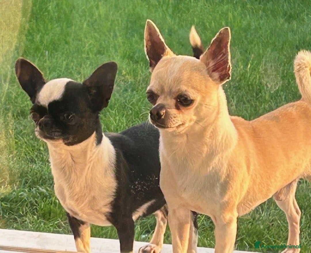 Chihuahua cani in vendita: Chihuahua femmina con pedigree a Provincia di Verona - Immagine 1