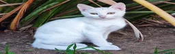Meticcio gatti in regalo: Gattino di TRE mesi svezzato CERCA CASA - Annuncio 1